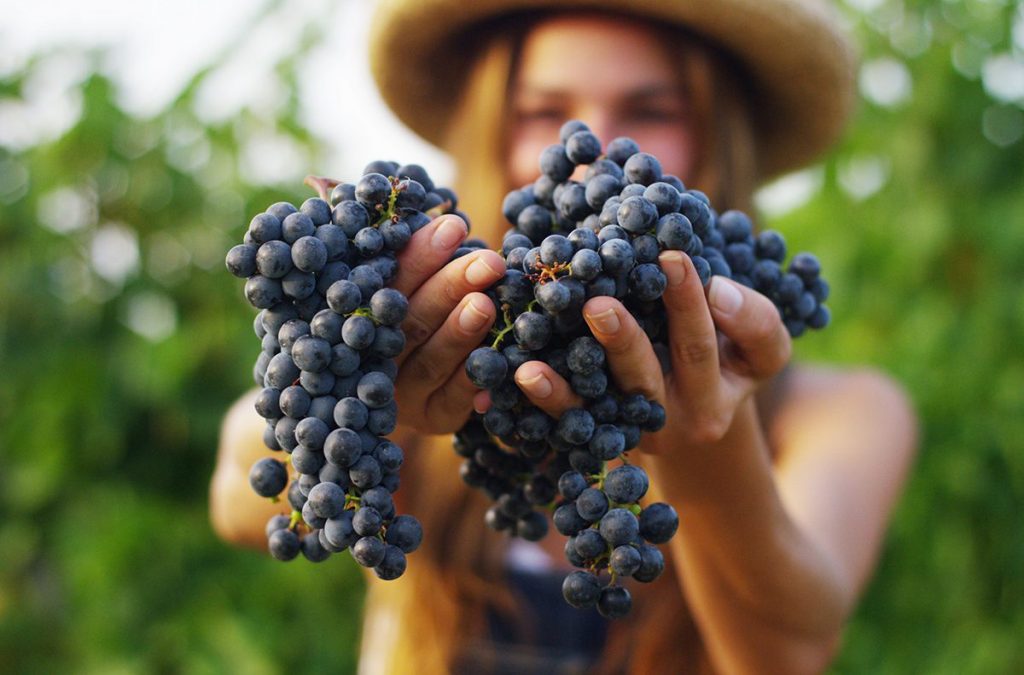 Día Mundial del Malbec: 5 razones por las que todos aman esta cepa