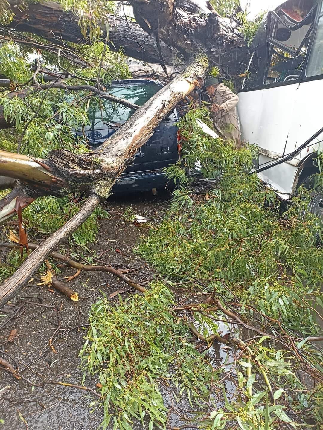 Caída de árbol en el Bulevar Xonaca, frente al Club Alpha 3, mantuvo cerrada la vialidad