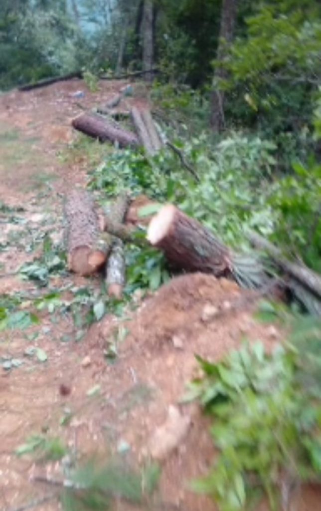 Denuncian tala clandestina en zona federal protegida de Nuevo Necaxa