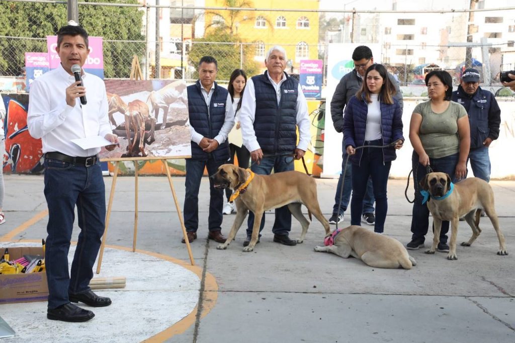 Ofrecen 11 mascotas en adopción responsable