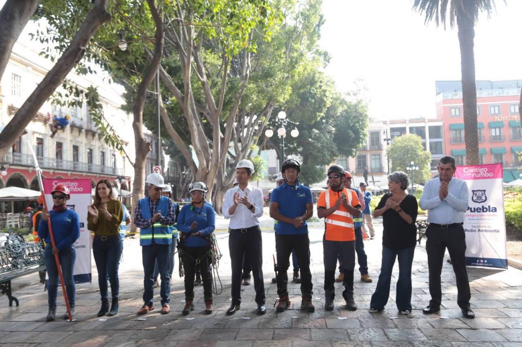 Intervienen arbolado en el Centro Histórico