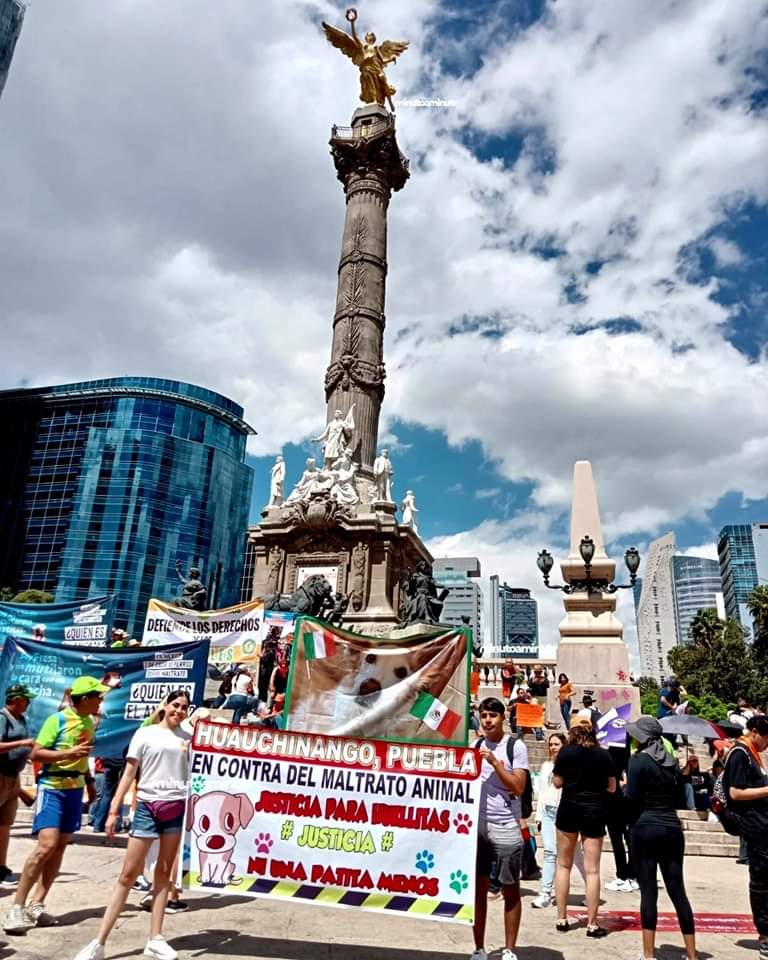 Video desde Puebla: ONG exige castigo contra quienes maltratan animales, aunque la FGE les defienda por ser menores de edad