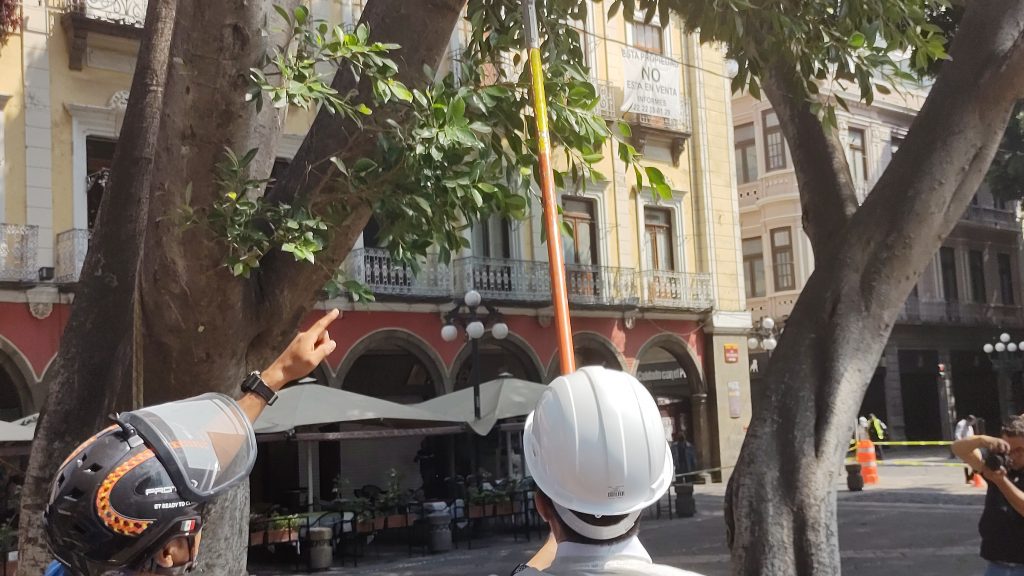 Ayuntamiento de Puebla y Universidad Chapingo sustituirán arbolado enfermo del Centro Histórico: Eduardo Rivera