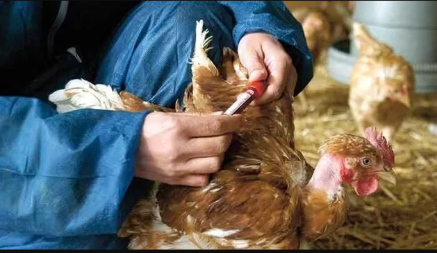 Brasil registra el primer caso de influenza aviar en aves domésticas