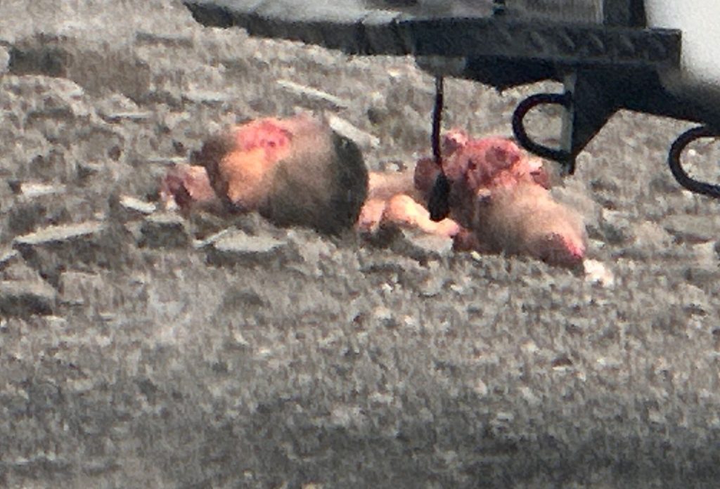 Fin de semana con 7 muertos en Puebla