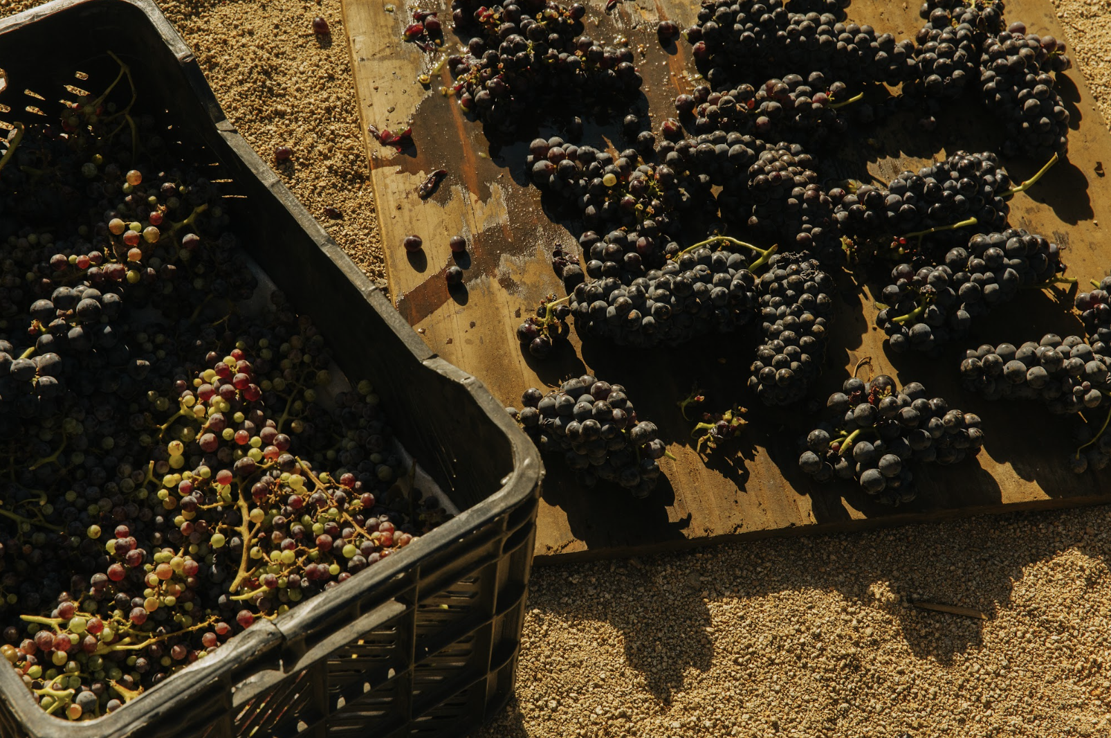 ¿Qué nos dice el año de cosecha de un vino?