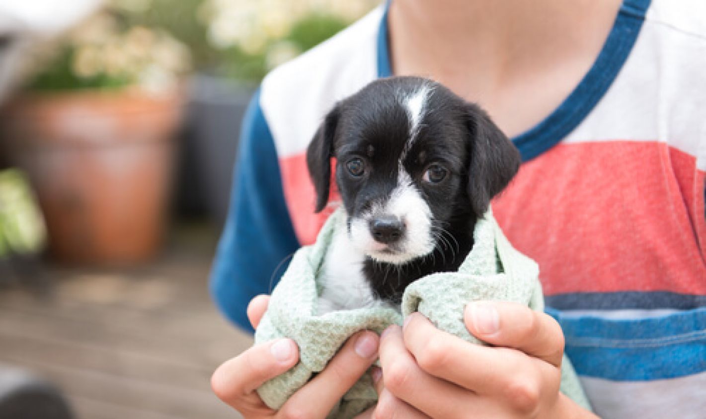 El Centro Municipal de Adopción y Bienestar Animal de Atlixco buscan hogar a perritos y gatitos rescatados