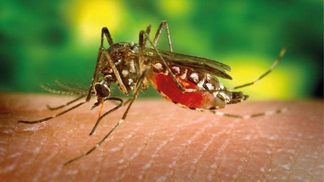 Puebla acumula 8 hospitalizados por dengue