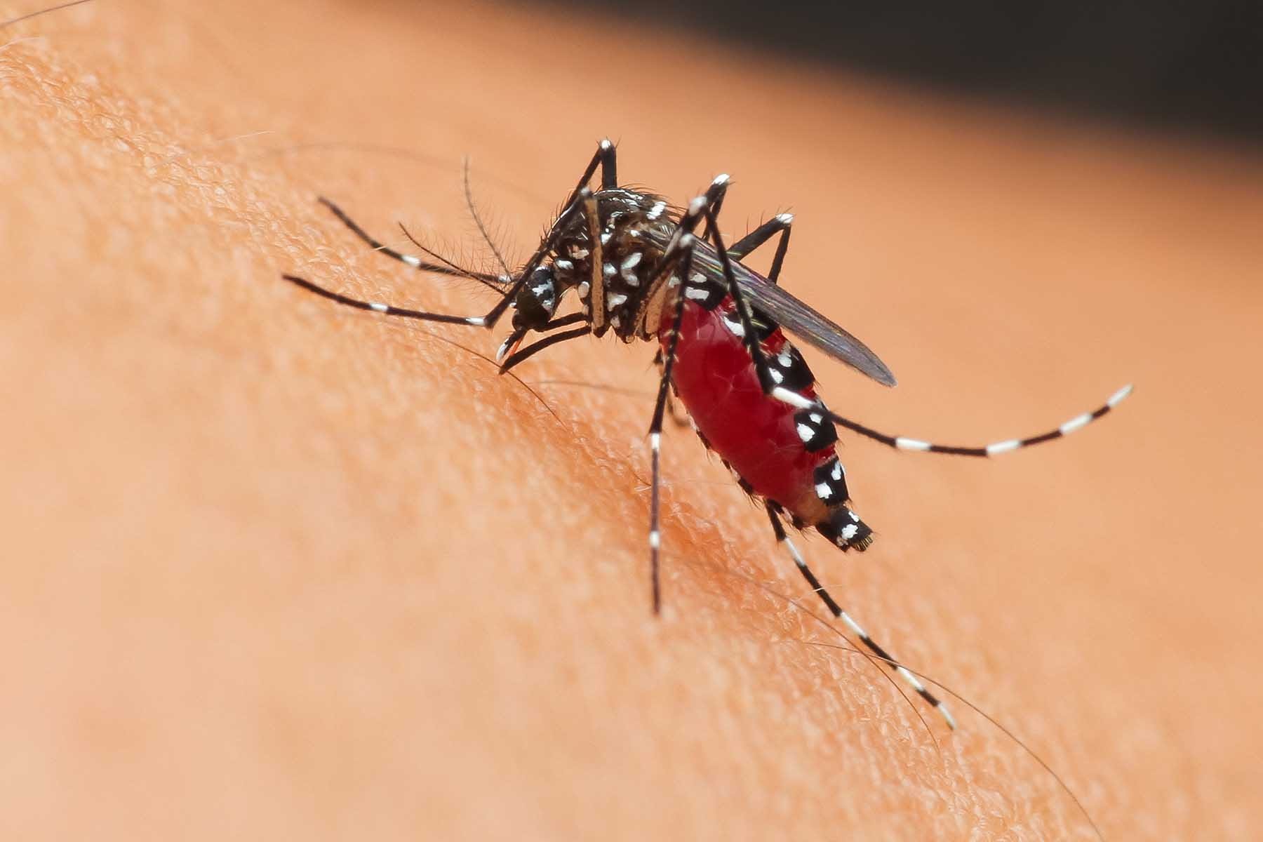 ¡Cuidado con los mosquitos! Llegó la temporada de dengue