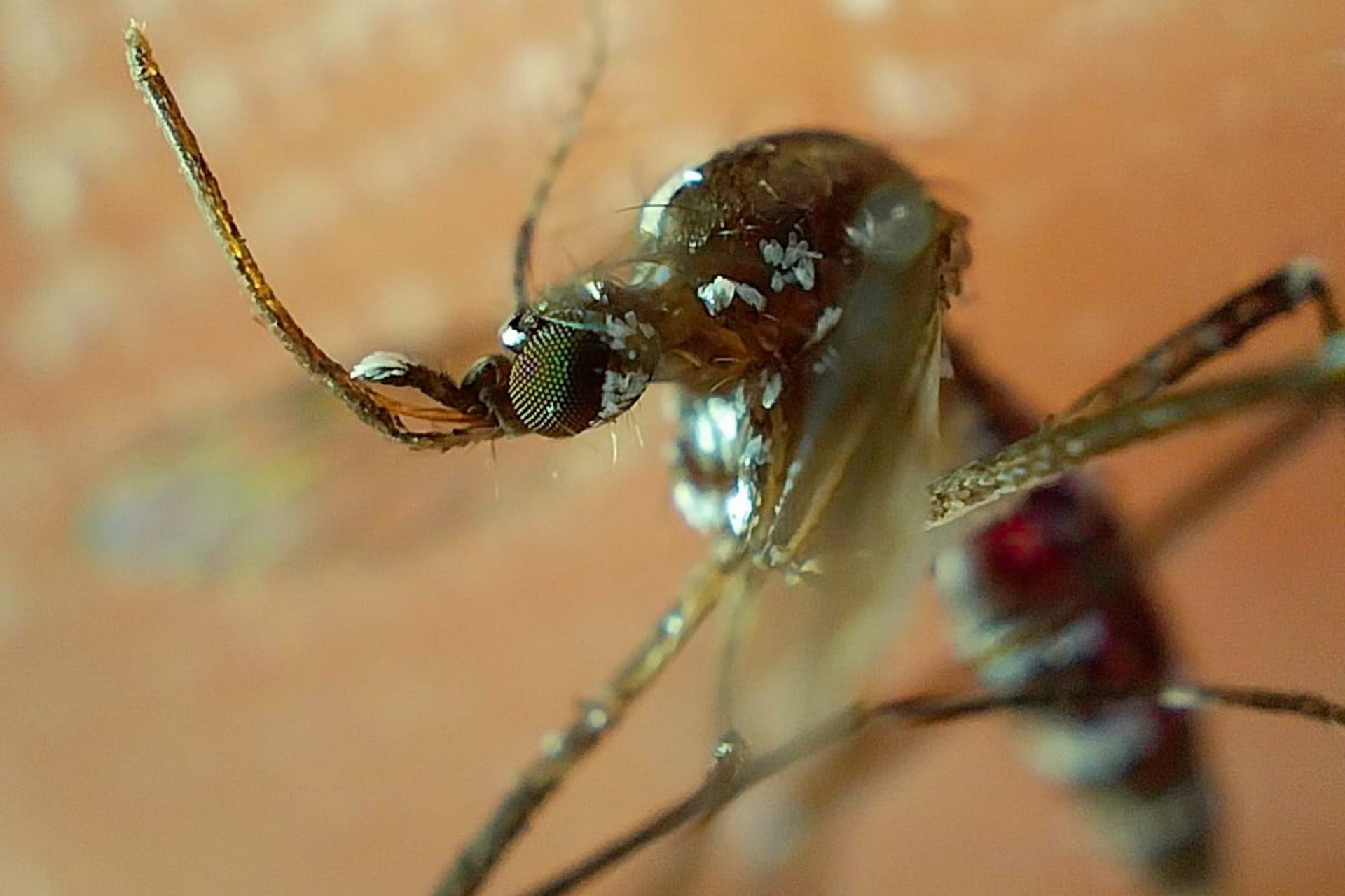 Reportan este jueves 41 nuevos contagios covid-19 y ocho de dengue en el estado