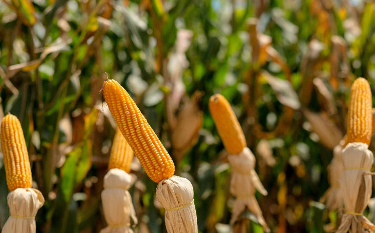 Canadá se une a EU en panel contra México por maíz transgénico