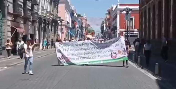Video desde Puebla: ONGS demandan justicia en pro de animales maltratados