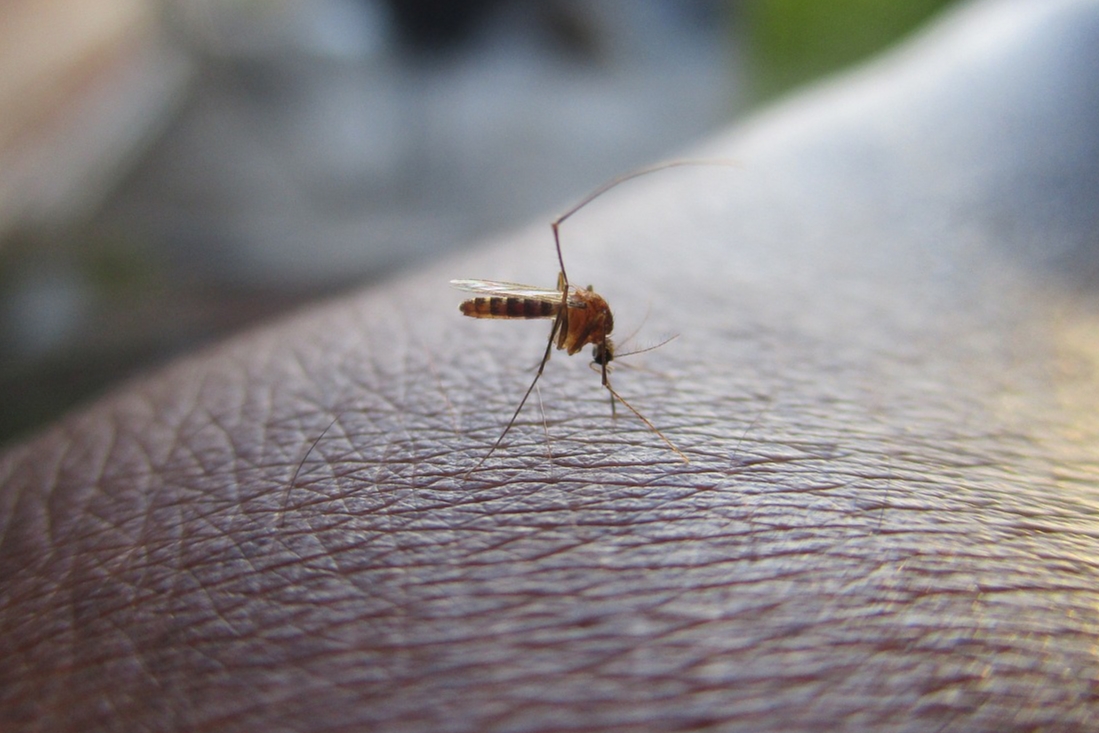 Se acumulan 759 contagiados de dengue en Puebla