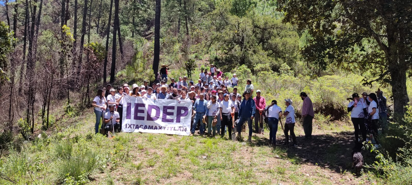 En Ixtacamaxtitlán, gobierno de Puebla lleva a cabo acciones de reforestación