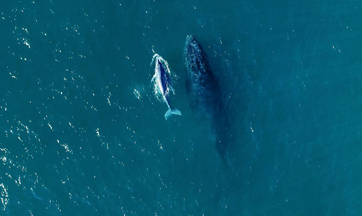 Aumenta el número de ballenas francas australes en la costa brasileña