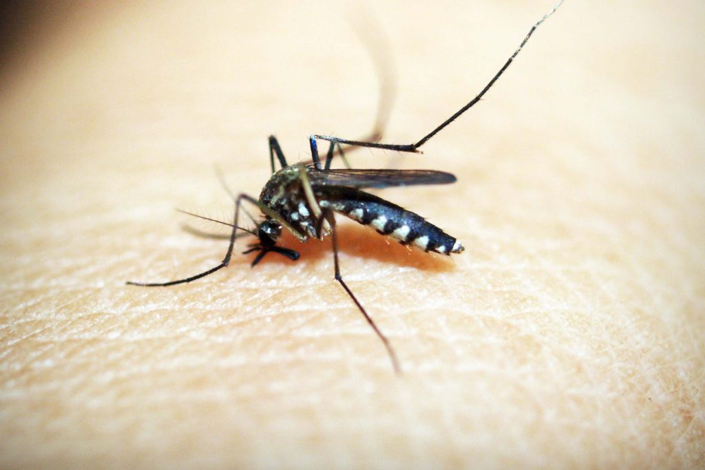 Mil 155 personas en Puebla están contagiadas de dengue