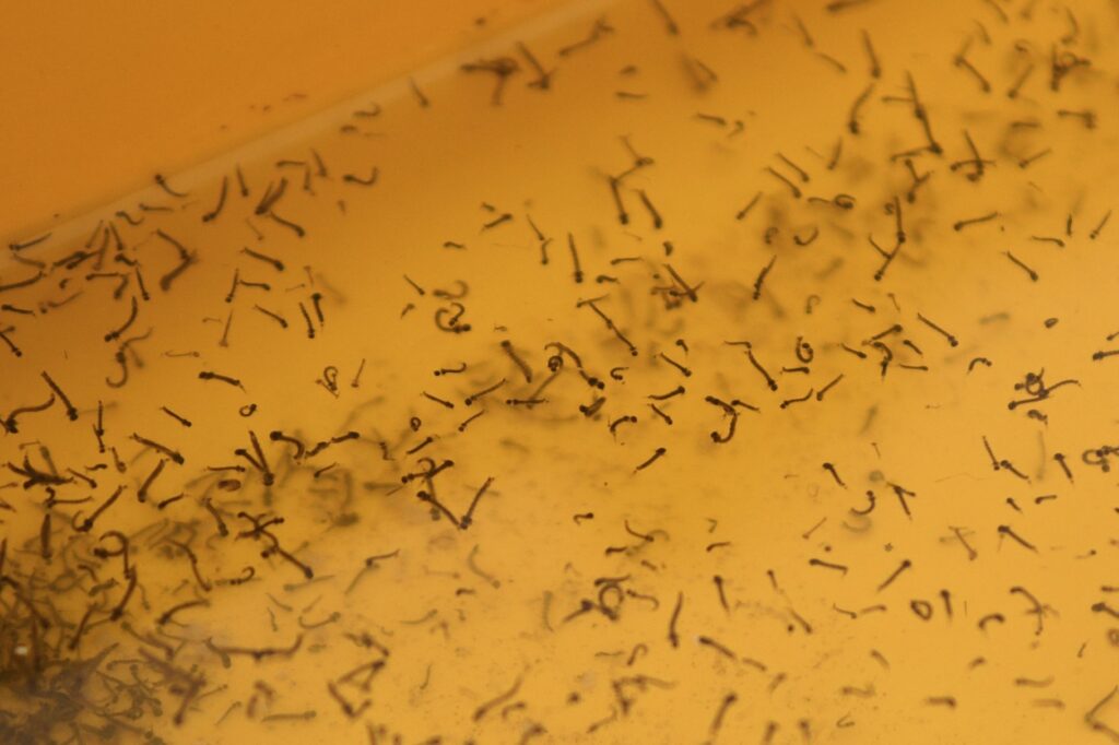 Reportan 52 nuevos contagiados de dengue en Puebla en 24 horas