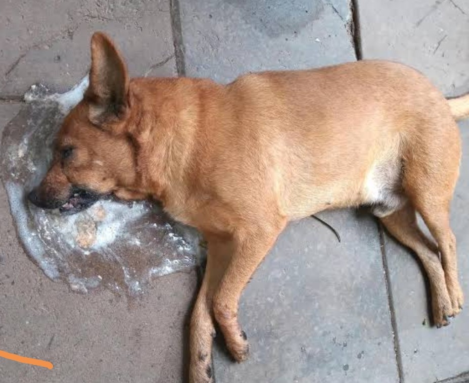 Reportan envenenamiento masivo de mascotas en Huauchinango