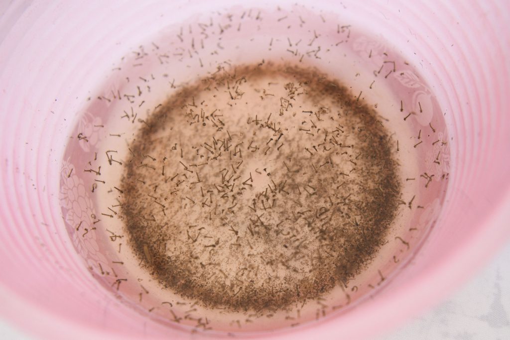 Al alza, covid y dengue en Puebla: Salud
