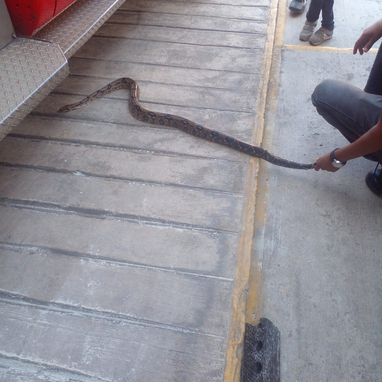 Encuentran dos serpientes en días seguidos en la zona urbana de Huauchinango; un espécimen venenoso y el otro una boa constrictora