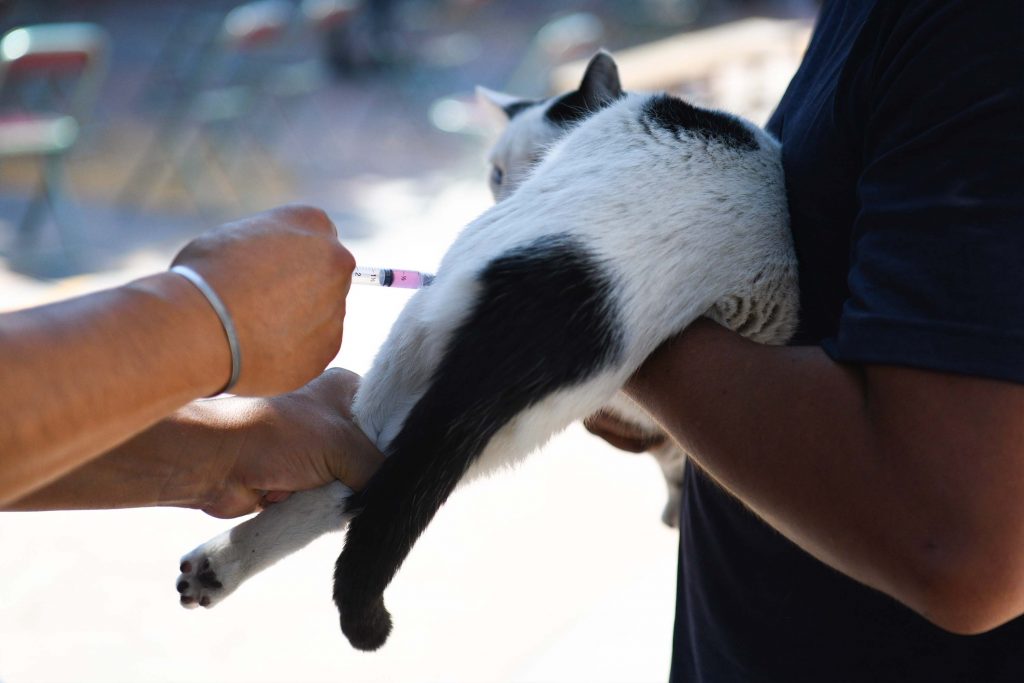 Anuncian Salud Jornada Antirrábica gratuita para perros y gatos