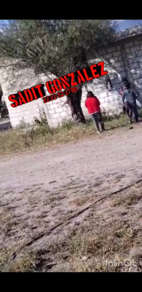 Salvajes le quitan la vida a un perro; lo cuelgan de un árbol en Tepanco