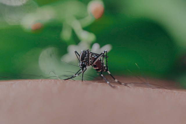 Dan positivo a dengue 43 poblanos más 