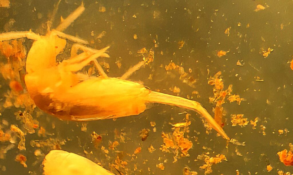 Midiendo 1 mm, insecto en extinción vive en una cueva de Pará