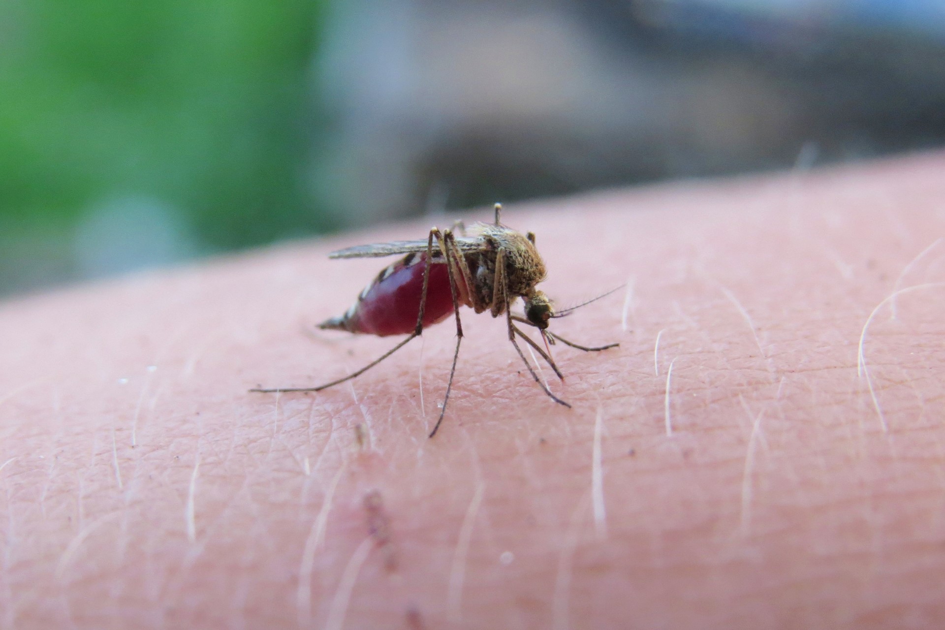Detecta Salud 45 nuevos contagios de dengue en Puebla