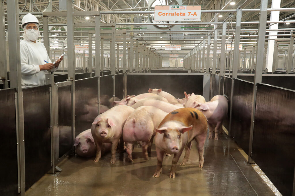 Recertifican internacionalmente a Granjas Carroll por cumplimiento en bienestar animal