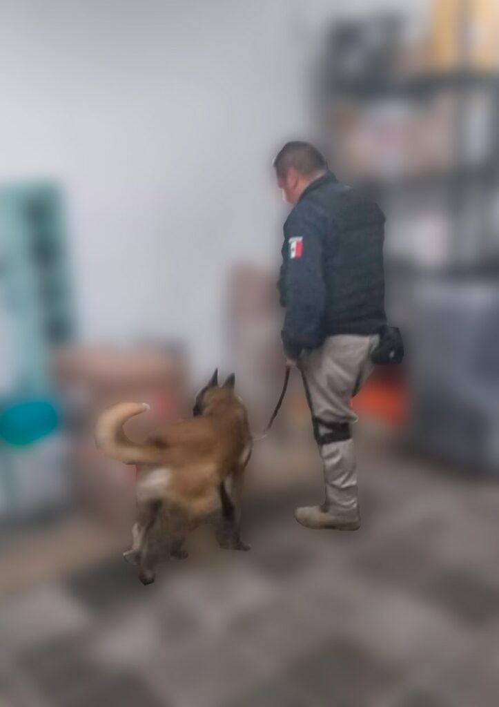 Aseguran 41 kgs de droga en empresa de mensajería