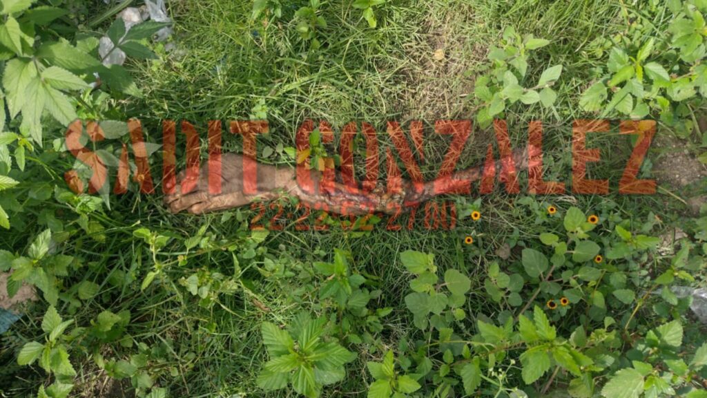 Perrito lleva brazo humano a la casa de su dueña en Huaquechula