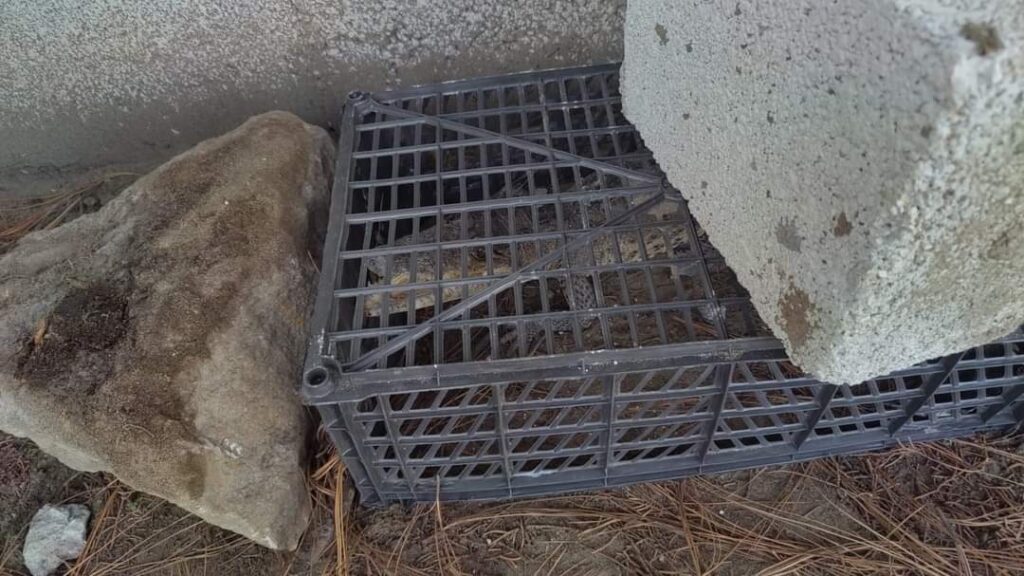 Encuentran cocodrilo…en escuela de Amozoc