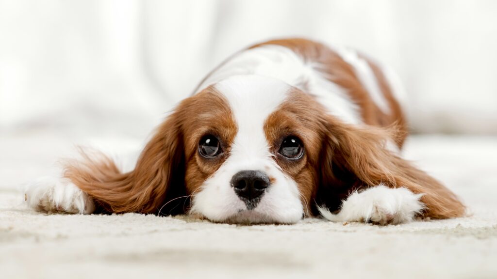 ¡No solo es la pirotecnia!: Situaciones estresantes para tu mascota que seguramente no conocías