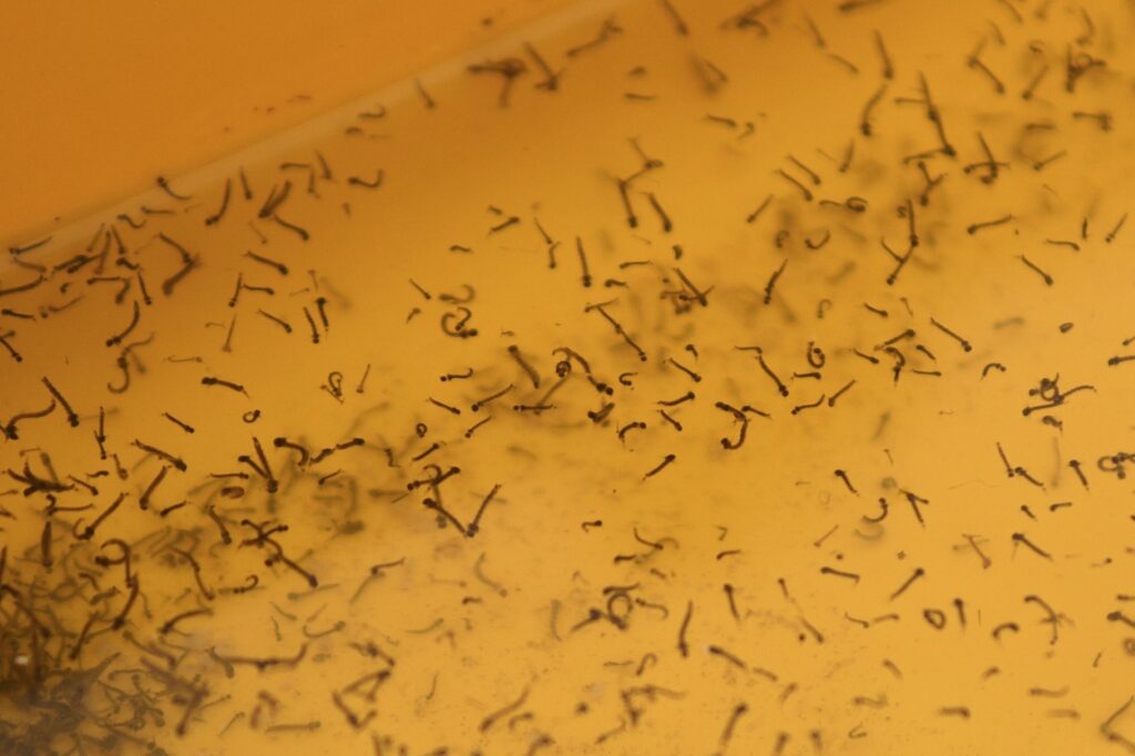 5 municipios de Puebla concentran 47% de los contagios de dengue 