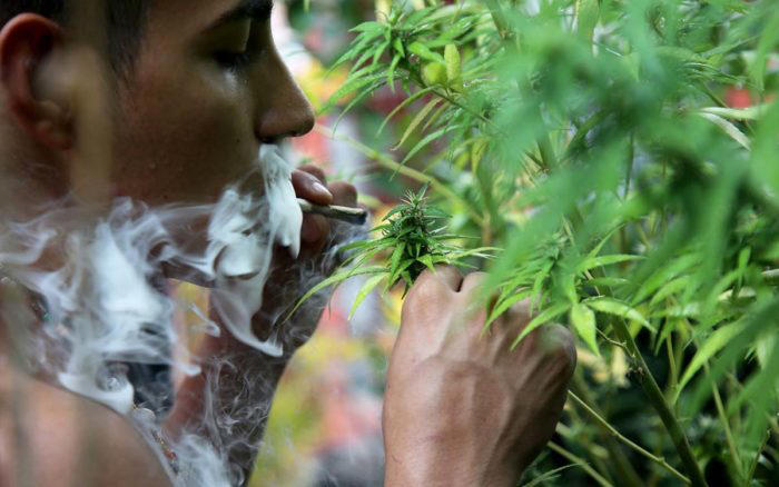 Alemania prevé legalizar cultivo doméstico y posesión de cannabis