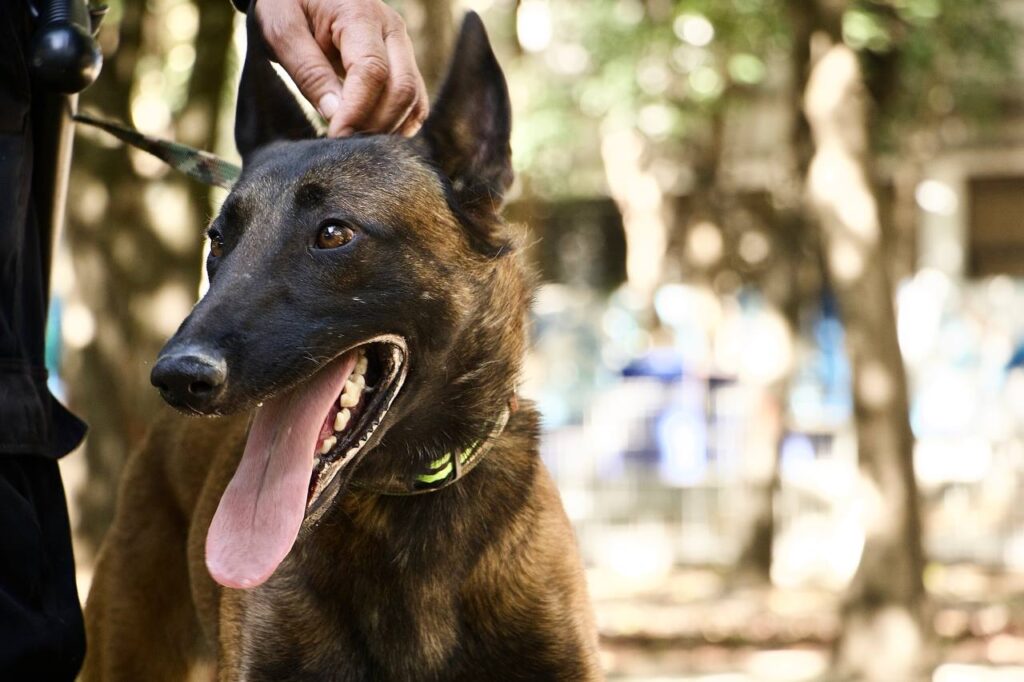 Rescatan a Rocky para que cuide el Parque Juárez