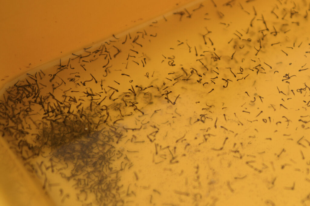 Tehuacán, municipio con más casos de dengue en Puebla