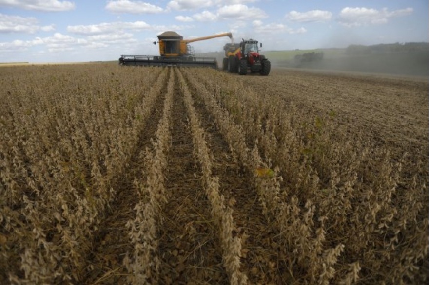 La pampa sudamericana ha perdido el 20% de su vegetación de pastizales