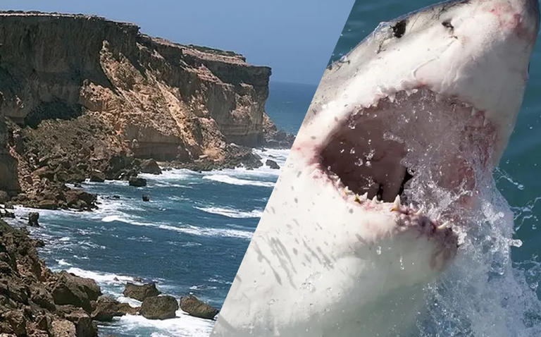 Podrían investigar presencia de tiburones en costa de Altamira: “No es normal”