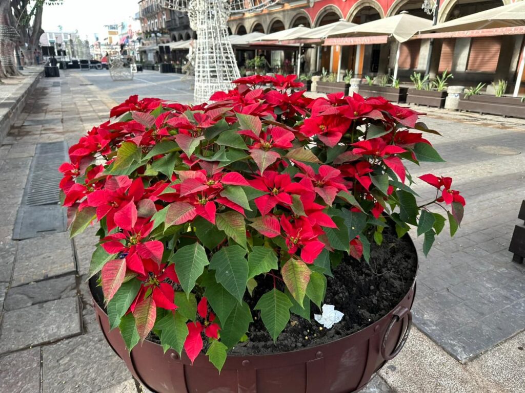 Colocan flores Nochebuena en el Centro Histórico