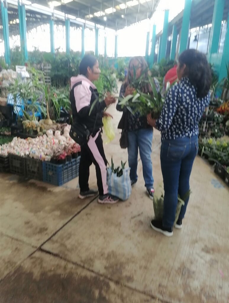 En Tenango de las Flores, Huauchinango, comercializan de manera ilegal plantas en peligro de extinción