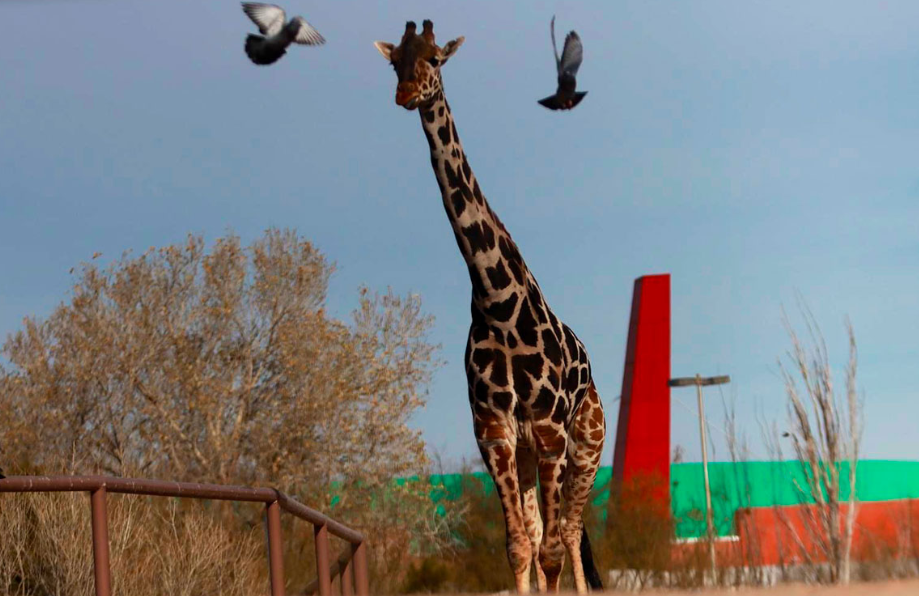 ¡Bienvenido Benito! Tras una larga travesía la jirafa llega a Africam Safari | Video