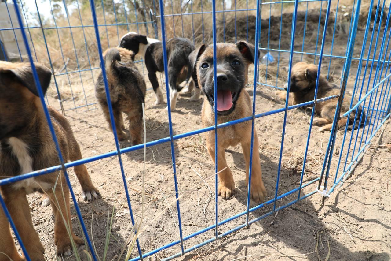 Avanza construcción de la Estancia para Bienestar Animal en Amalucan