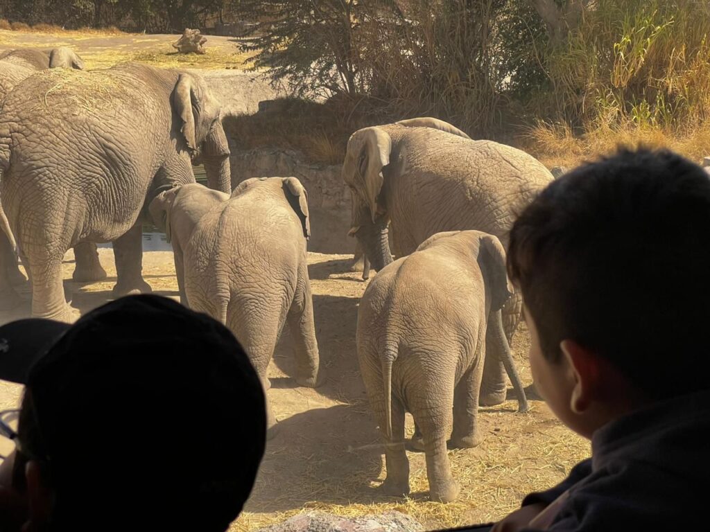 Niños de Atlixco, de los primeros en conocer a Benito, la jirafa