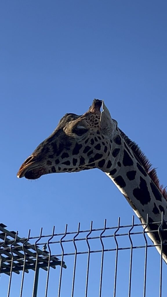 Gobierno de Puebla en espera de resolución sobre el traslado de Benito, la jirafa: Sergio Salomón