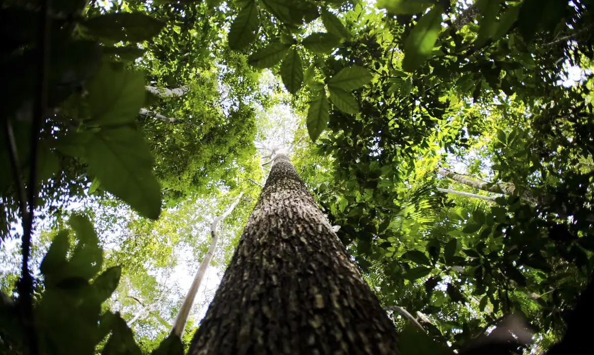 Amazonia: Deforestación en zonas protegidas retrocede 73%