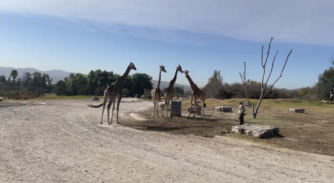 Integran a Benito  la jirafa, con su nueva familia