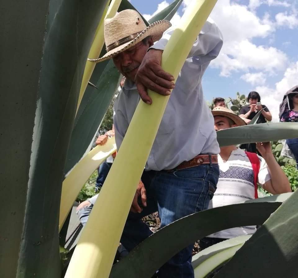 Celebración por el Día Nacional del Pulque en el Museo del Ferrocarril