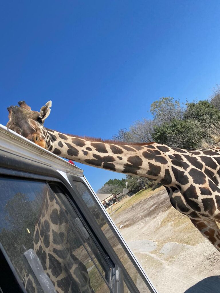 Niños del Centro de Rehabilitación Integral visitaron a Benito, la Jirafa